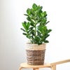 観葉植物 通販 クルシア・ロゼア 6号鉢 ツートーン鉢カバー付 観葉植物 本物