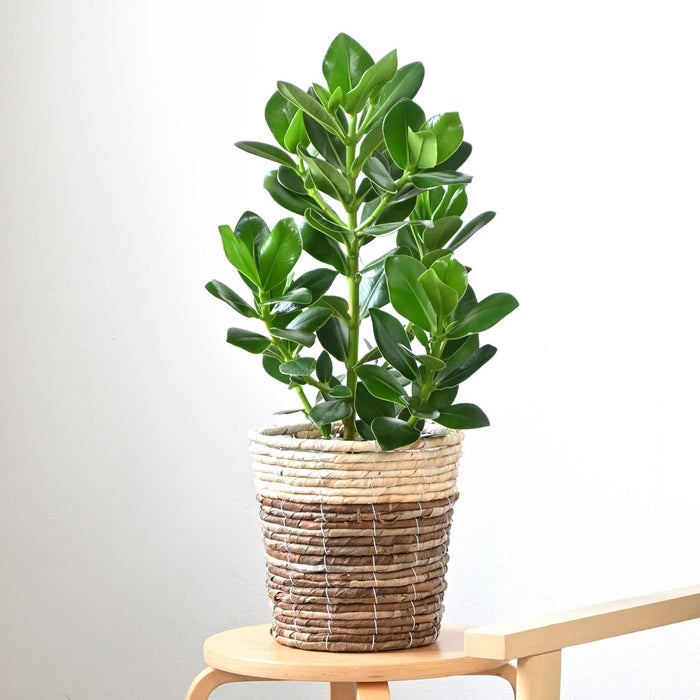 観葉植物 通販 クルシア・ロゼア 6号鉢 ツートーン鉢カバー付 観葉植物 本物