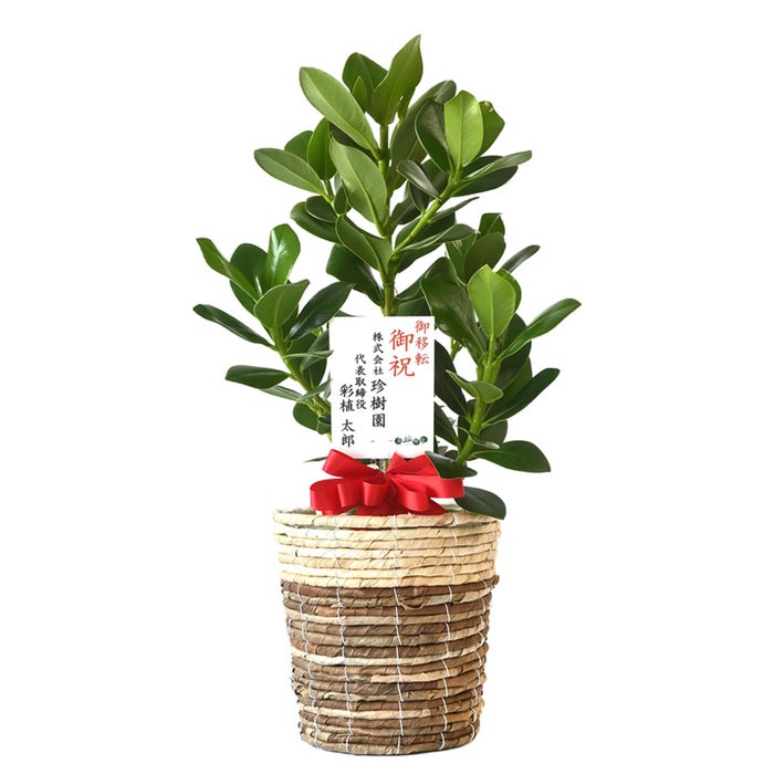 観葉植物 通販 クルシア・ロゼア 6号鉢 ツートーン鉢カバー付 観葉植物 本物