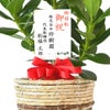 観葉植物 通販 クルシア・ロゼア 6号鉢 ツートーン鉢カバー付 観葉植物 本物