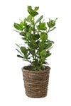 観葉植物 通販 クルシア・ロゼア 6号鉢 ブラウン鉢カバー付 観葉植物 本物