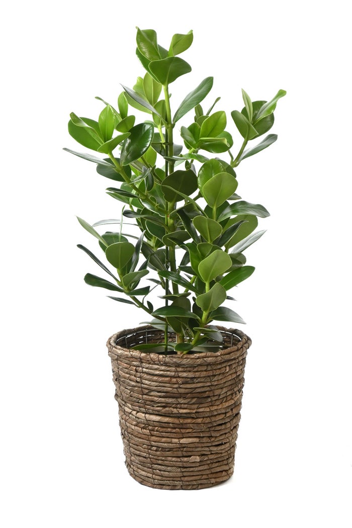 観葉植物 通販 クルシア・ロゼア 6号鉢 ブラウン鉢カバー付 観葉植物 本物