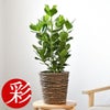 観葉植物 通販 クルシア・ロゼア 6号鉢 ブラウン鉢カバー付 観葉植物 本物