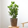 観葉植物 通販 クルシア・ロゼア 6号鉢 ブラウン鉢カバー付 観葉植物 本物