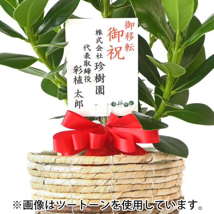 観葉植物 通販 クルシア・ロゼア 6号鉢 ブラウン鉢カバー付 観葉植物 本物
