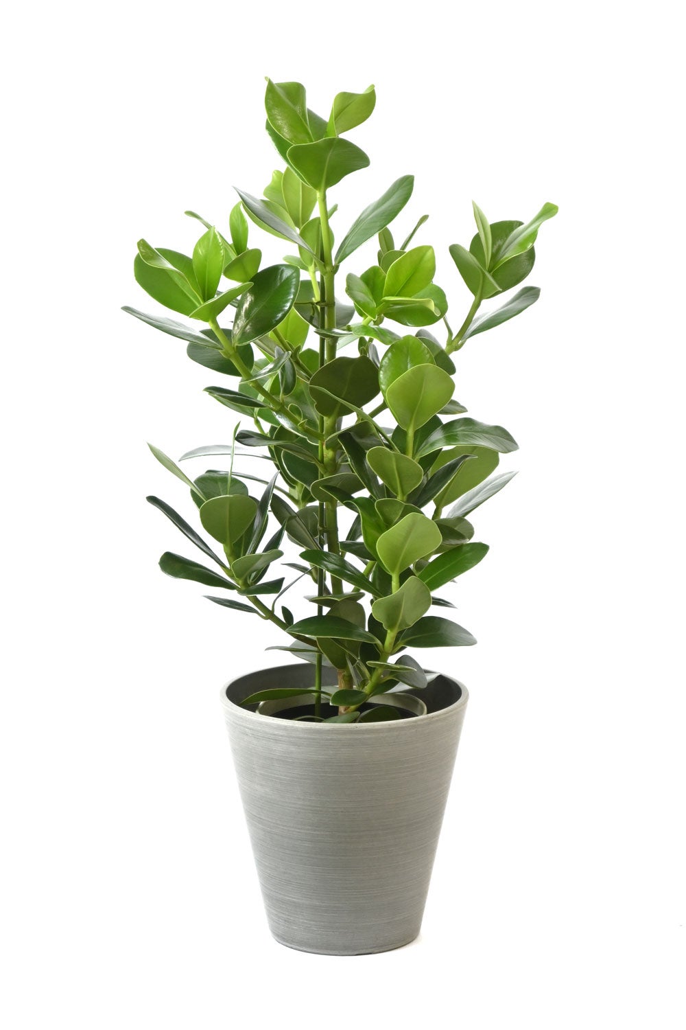 観葉植物 通販 クルシア・ロゼア 6号鉢 ライトチャコール鉢カバー付 観葉植物 本物