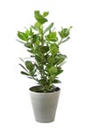 観葉植物 通販 クルシア・ロゼア 6号鉢 ライトチャコール鉢カバー付 観葉植物 本物