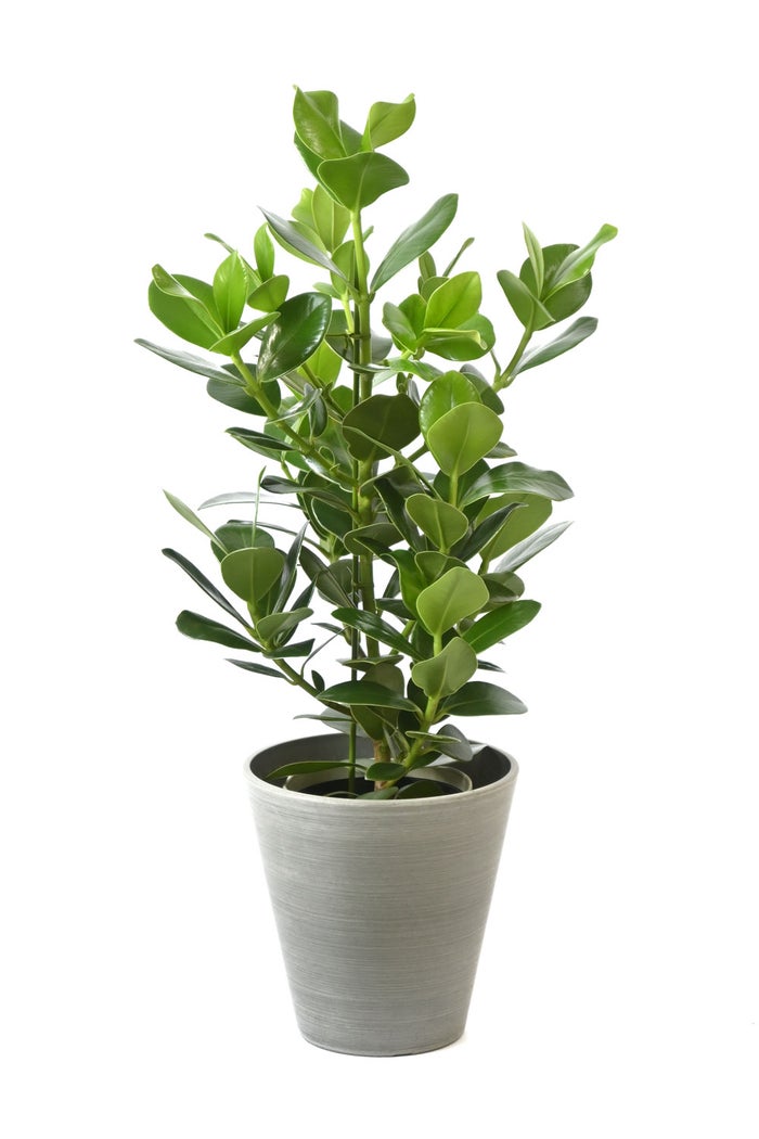 観葉植物 通販 クルシア・ロゼア 6号鉢 ライトチャコール鉢カバー付 観葉植物 本物