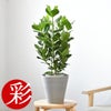観葉植物 通販 クルシア・ロゼア 6号鉢 ライトチャコール鉢カバー付 観葉植物 本物
