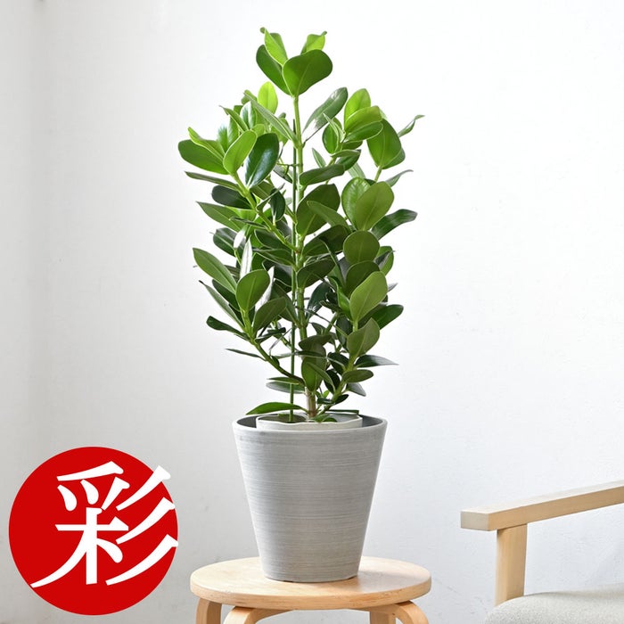 観葉植物 通販 クルシア・ロゼア 6号鉢 ライトチャコール鉢カバー付 観葉植物 本物