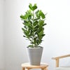 観葉植物 通販 クルシア・ロゼア 6号鉢 ライトチャコール鉢カバー付 観葉植物 本物