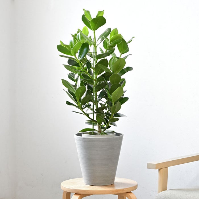 観葉植物 通販 クルシア・ロゼア 6号鉢 ライトチャコール鉢カバー付 観葉植物 本物