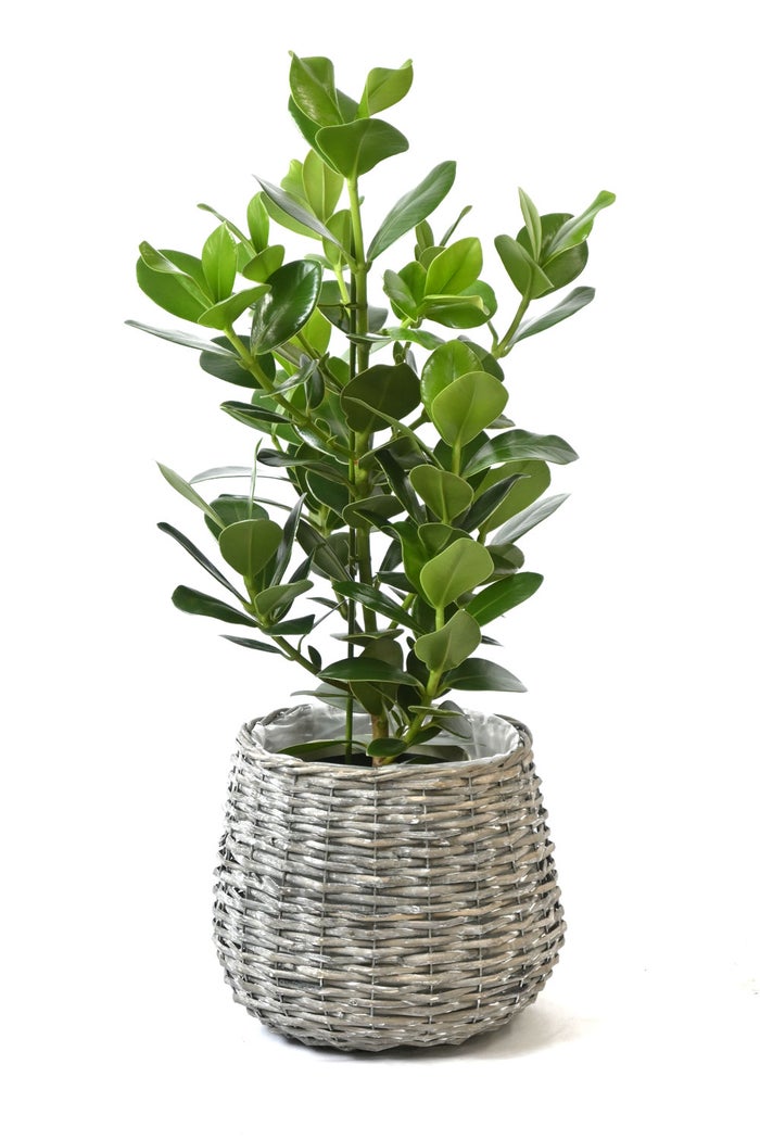 観葉植物 通販 クルシア・ロゼア 6号鉢 ボールバスケット鉢カバー付 観葉植物 本物