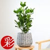 観葉植物 通販 クルシア・ロゼア 6号鉢 ボールバスケット鉢カバー付 観葉植物 本物