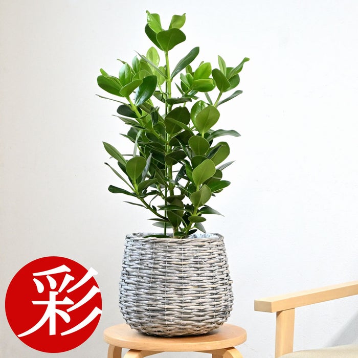 観葉植物 通販 クルシア・ロゼア 6号鉢 ボールバスケット鉢カバー付 観葉植物 本物
