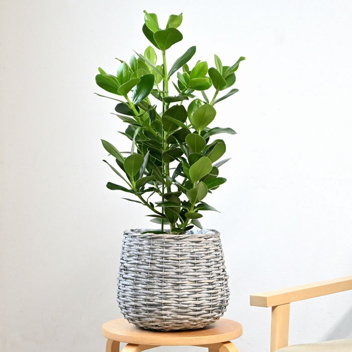 観葉植物 通販 クルシア・ロゼア 6号鉢 ボールバスケット鉢カバー付 観葉植物 本物