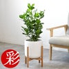 観葉植物 通販 クルシア・ロゼア 6号鉢 ルーケト鉢カバー付 観葉植物 本物