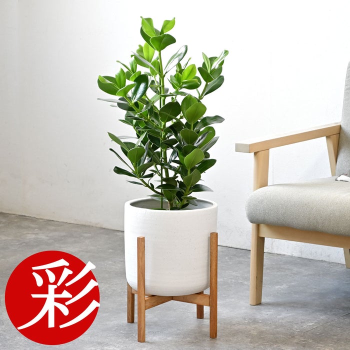 観葉植物 通販 クルシア・ロゼア 6号鉢 ルーケト鉢カバー付 観葉植物 本物