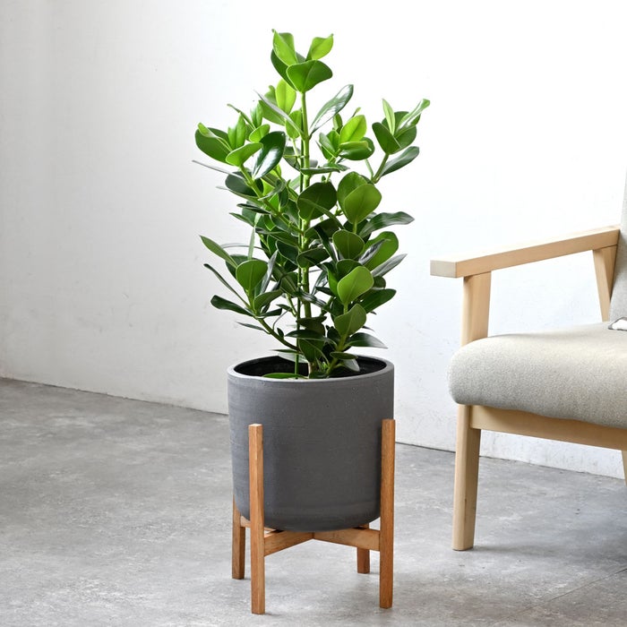 観葉植物 通販 クルシア・ロゼア 6号鉢 ルーケト鉢カバー付 観葉植物 本物