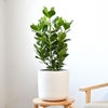 観葉植物 通販 クルシア・ロゼア 6号鉢 ルーケト鉢カバー付 観葉植物 本物