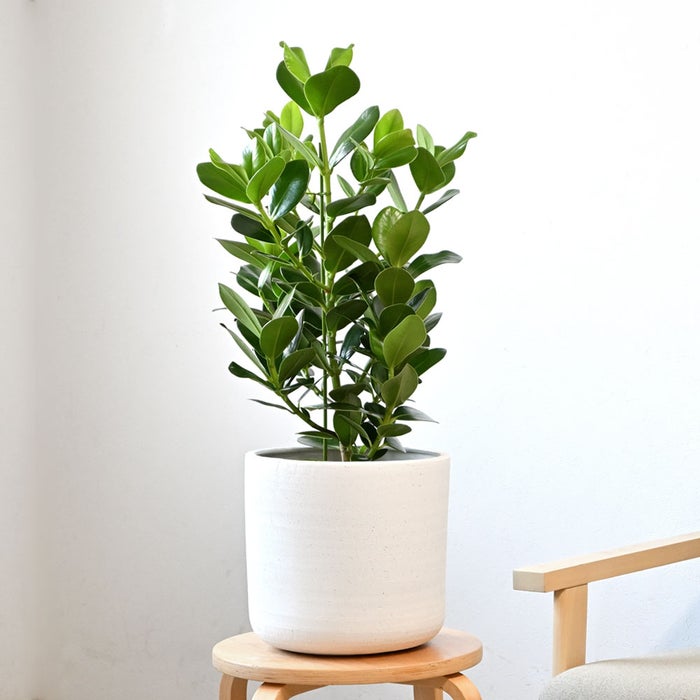 観葉植物 通販 クルシア・ロゼア 6号鉢 ルーケト鉢カバー付 観葉植物 本物