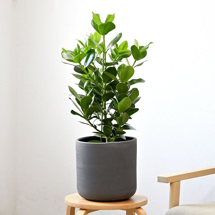 観葉植物 通販 クルシア・ロゼア 6号鉢 ルーケト鉢カバー付 観葉植物 本物