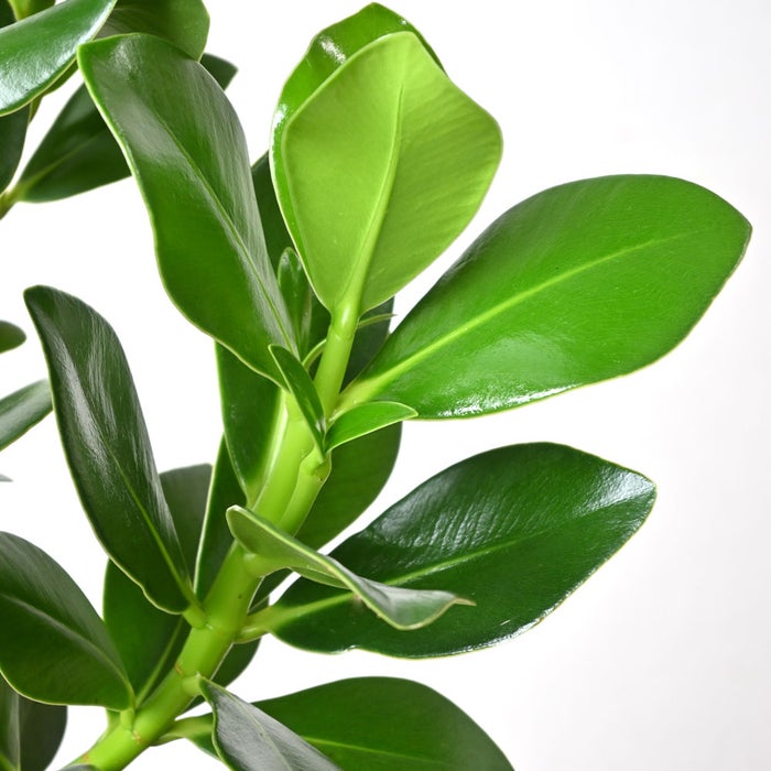 観葉植物 通販 クルシア・ロゼア 6号鉢 ルーケト鉢カバー付 観葉植物 本物