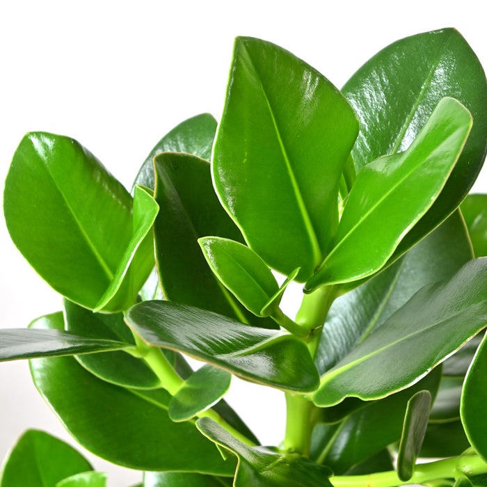観葉植物 通販 クルシア・ロゼア 6号鉢 ルーケト鉢カバー付 観葉植物 本物