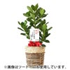 観葉植物 通販 クルシア・ロゼア 6号鉢 ルーケト鉢カバー付 観葉植物 本物