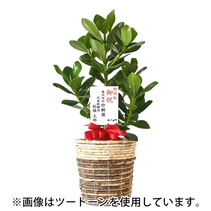 観葉植物 通販 クルシア・ロゼア 6号鉢 ルーケト鉢カバー付 観葉植物 本物