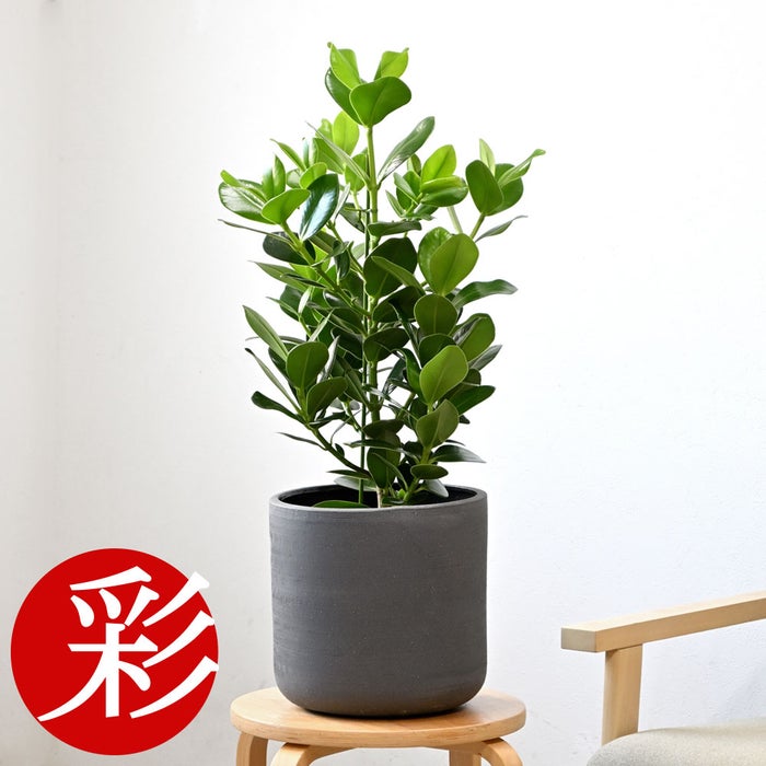 観葉植物 通販 クルシア・ロゼア 6号鉢 ルーケト鉢カバー付 観葉植物 本物