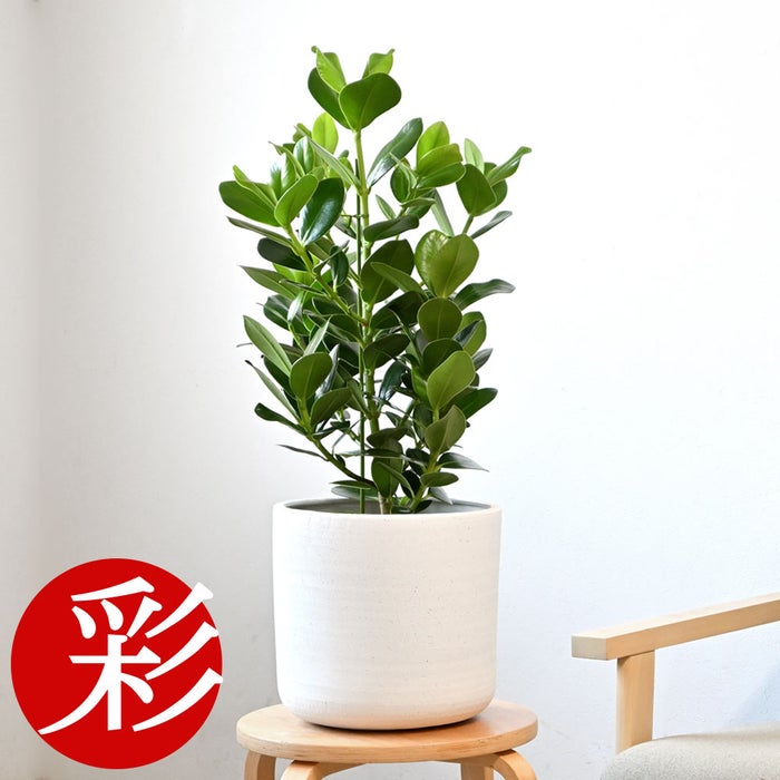観葉植物 通販 クルシア・ロゼア 6号鉢 ルーケト鉢カバー付 観葉植物 本物