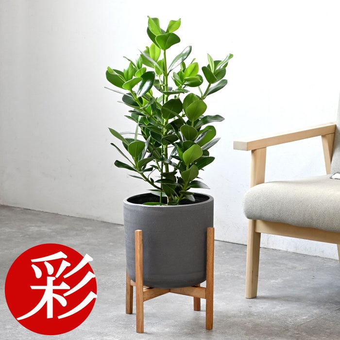 観葉植物 通販 クルシア・ロゼア 6号鉢 ルーケト鉢カバー付 観葉植物 本物