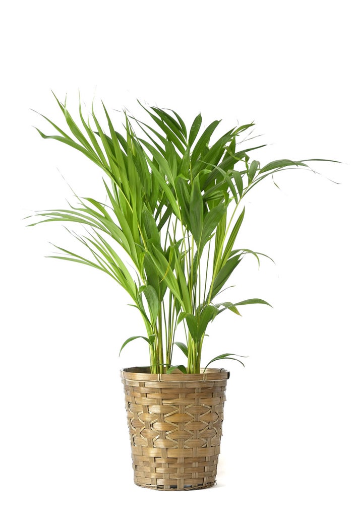 観葉植物 通販 アレカヤシ 6号鉢 キャラメルブラウン鉢カバー付 観葉植物 本物