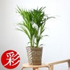 観葉植物 通販 アレカヤシ 6号鉢 キャラメルブラウン鉢カバー付 観葉植物 本物