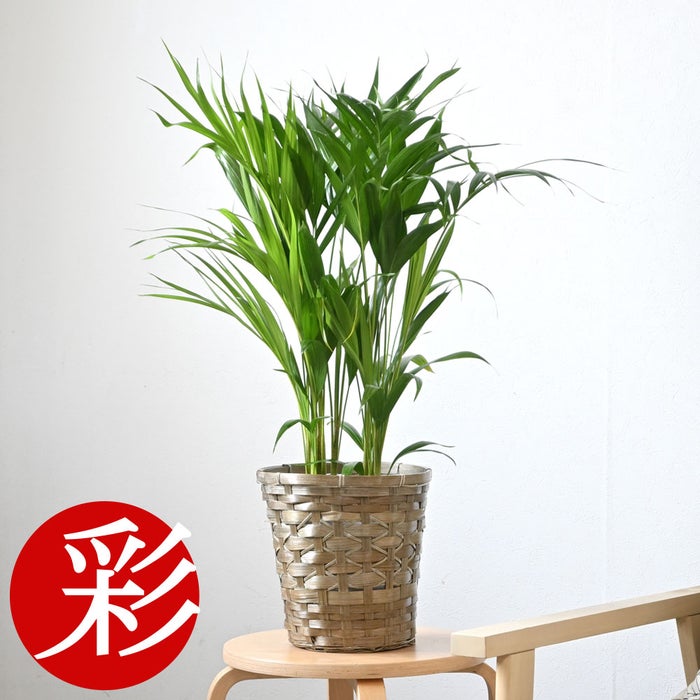 観葉植物 通販 アレカヤシ 6号鉢 キャラメルブラウン鉢カバー付 観葉植物 本物