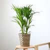 観葉植物 通販 アレカヤシ 6号鉢 キャラメルブラウン鉢カバー付 観葉植物 本物