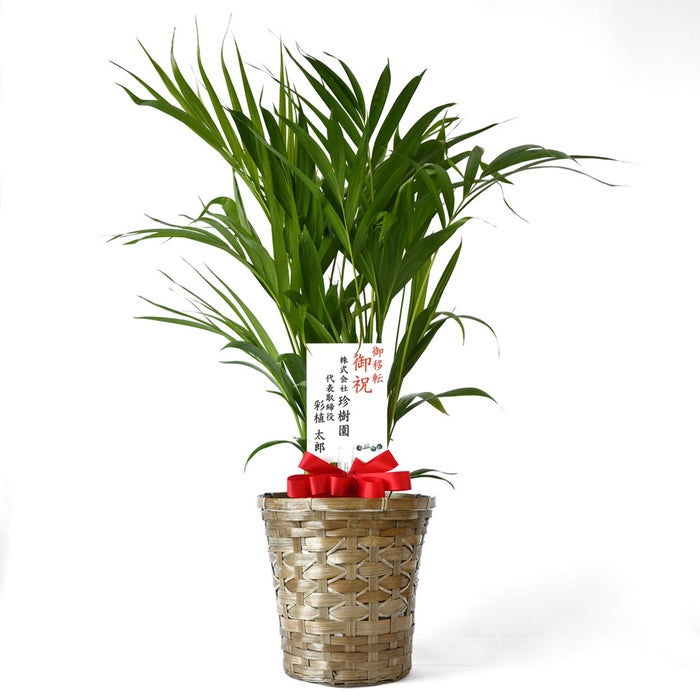 観葉植物 通販 アレカヤシ 6号鉢 キャラメルブラウン鉢カバー付 観葉植物 本物