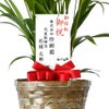 観葉植物 通販 アレカヤシ 6号鉢 キャラメルブラウン鉢カバー付 観葉植物 本物