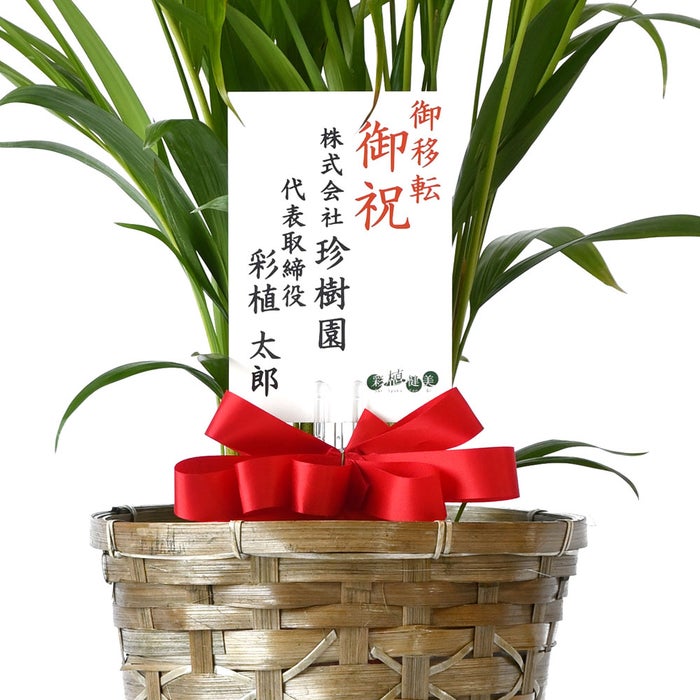 観葉植物 通販 アレカヤシ 6号鉢 キャラメルブラウン鉢カバー付 観葉植物 本物