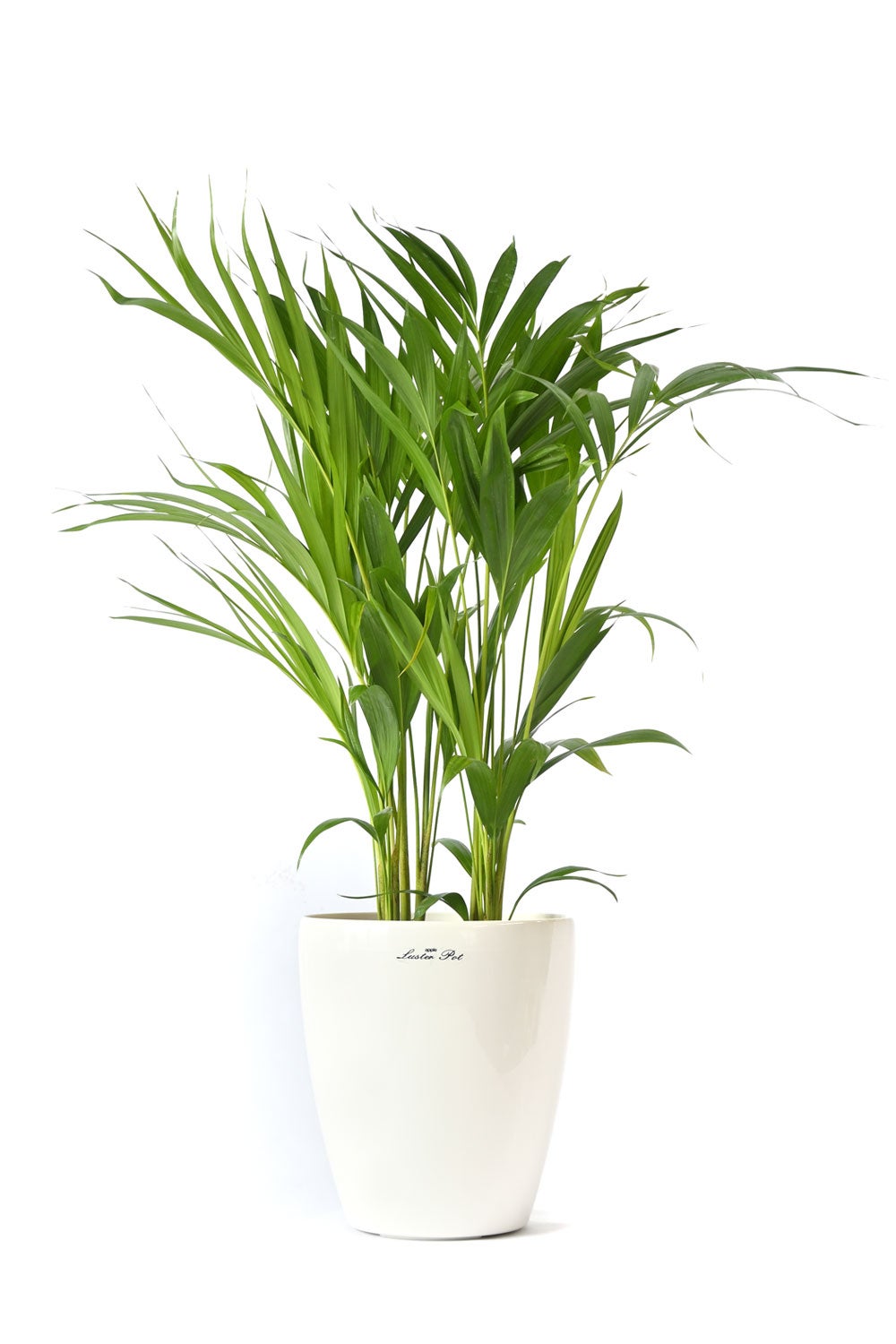 観葉植物 通販 アレカヤシ 6号鉢 ラスター白鉢カバー付 観葉植物 本物