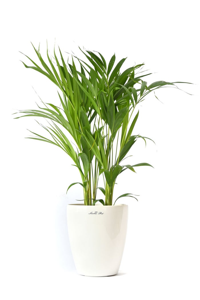 観葉植物 通販 アレカヤシ 6号鉢 ラスター白鉢カバー付 観葉植物 本物