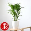 観葉植物 通販 アレカヤシ 6号鉢 ラスター白鉢カバー付 観葉植物 本物