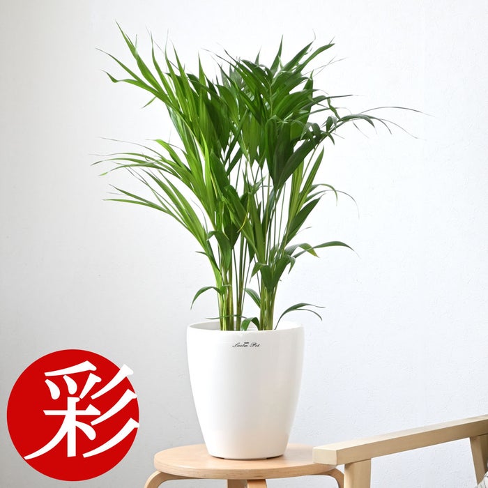 観葉植物 通販 アレカヤシ 6号鉢 ラスター白鉢カバー付 観葉植物 本物