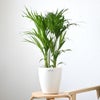 観葉植物 通販 アレカヤシ 6号鉢 ラスター白鉢カバー付 観葉植物 本物