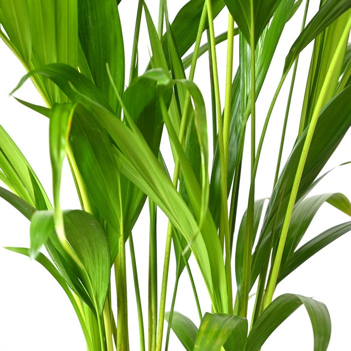 観葉植物 通販 アレカヤシ 6号鉢 ラスター白鉢カバー付 観葉植物 本物