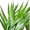観葉植物 通販 アレカヤシ 6号鉢 ラスター白鉢カバー付 観葉植物 本物