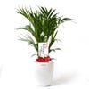 観葉植物 通販 アレカヤシ 6号鉢 ラスター白鉢カバー付 観葉植物 本物