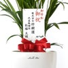 観葉植物 通販 アレカヤシ 6号鉢 ラスター白鉢カバー付 観葉植物 本物