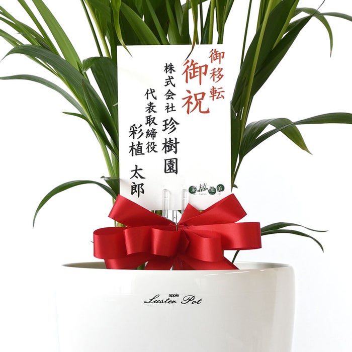 観葉植物 通販 アレカヤシ 6号鉢 ラスター白鉢カバー付 観葉植物 本物